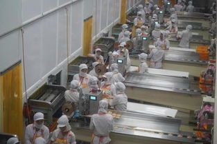 越南現代化食品廠的“人海戰術” 榴蓮餅為何令人著迷？